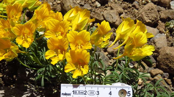 Image of Tropaeolum leptophyllum G. Don