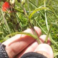 Image of Trans-Pecos Indian paintbrush