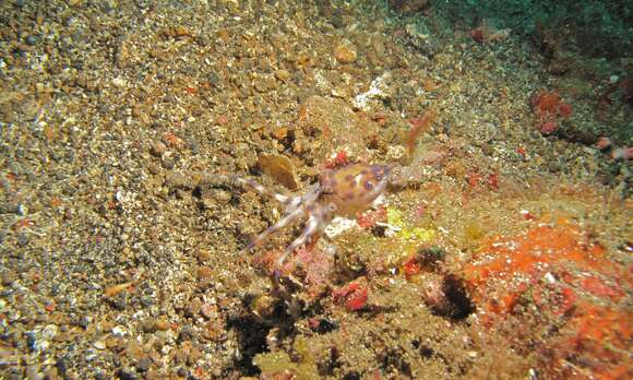 Image of Southern blue-ringed octopus