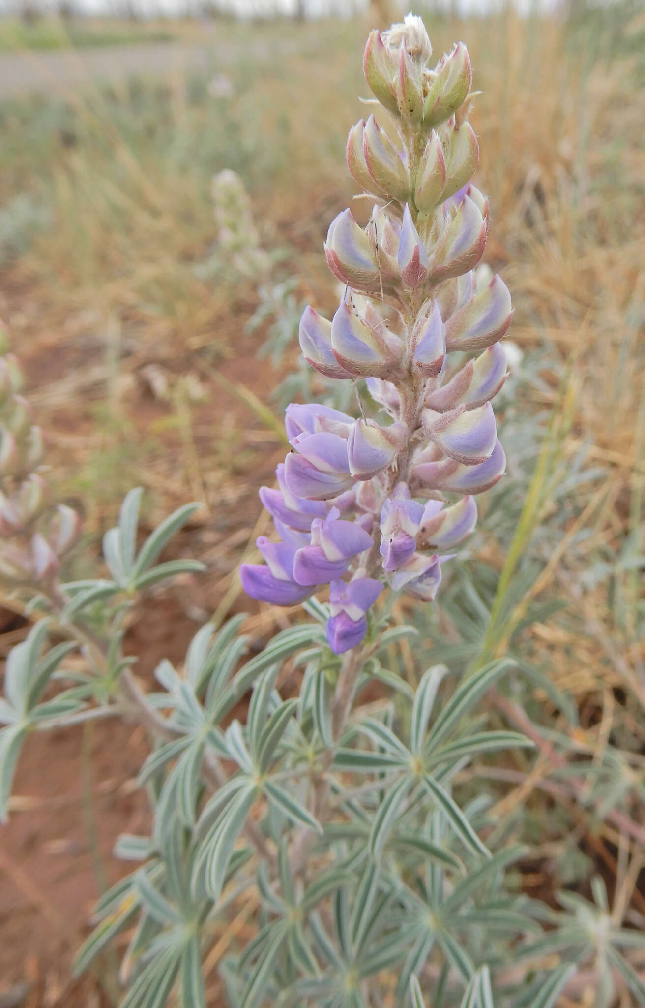 Image de Lupinus caudatus