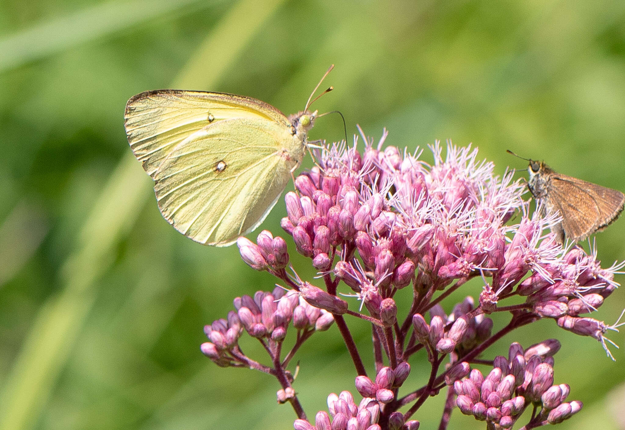 Image of Pink-edged sulphur