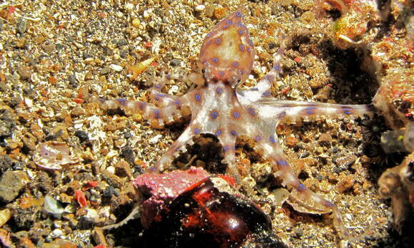 Image of Southern blue-ringed octopus