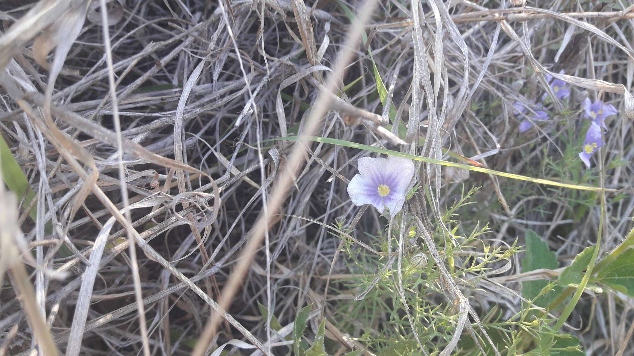 Image of Blue cup flower