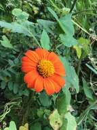 صورة Tithonia rotundifolia (P. Mill.) Blake