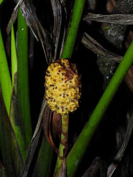 Image of Stelestylis surinamensis Harling