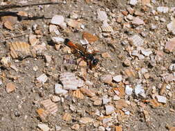 Imagem de Ammophila heydeni Dahlbom 1845