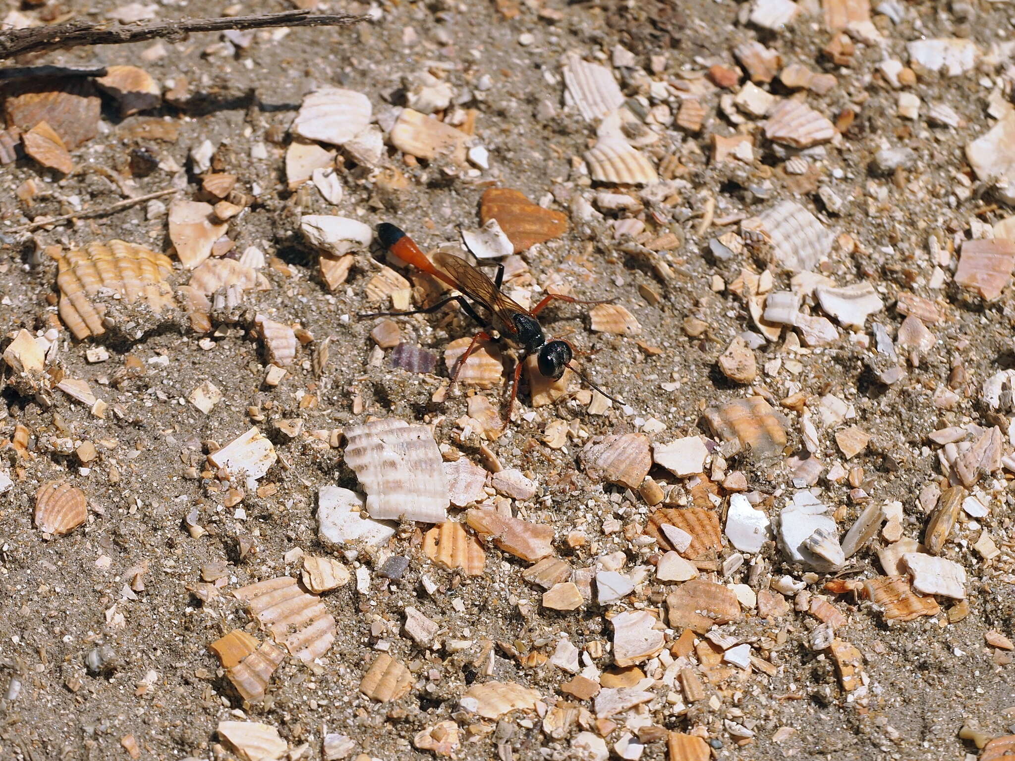 Imagem de Ammophila heydeni Dahlbom 1845