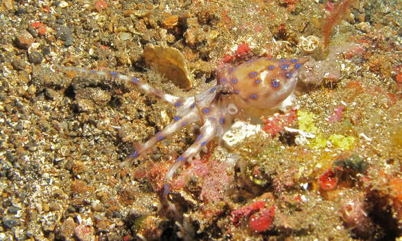 Image of Southern blue-ringed octopus