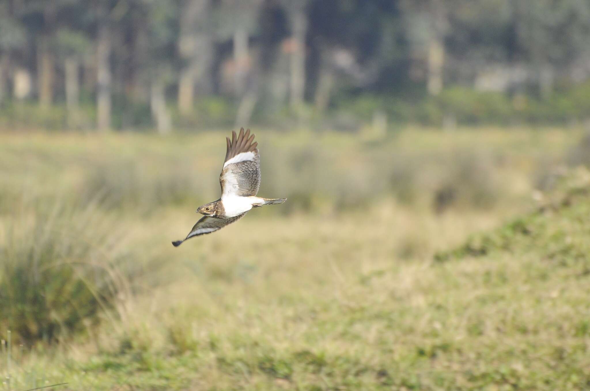 Image of Nacunda Nighthawk