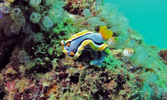 Image of Chromodoris annae Bergh 1877