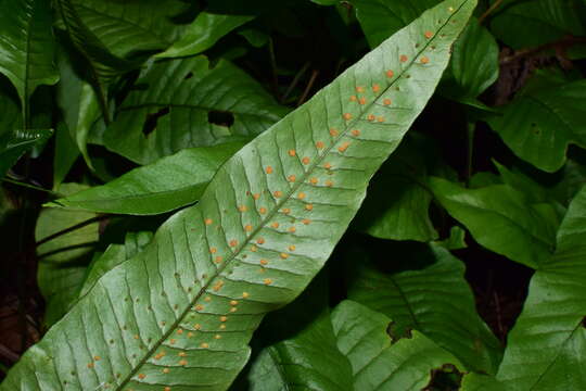 Image of Neocheiropteris ovata (Wall. ex Hook. & Grev.) Fraser-Jenkins