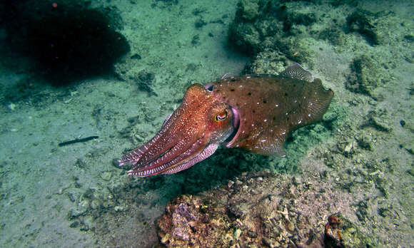 Image of Broadclub Cuttlefish