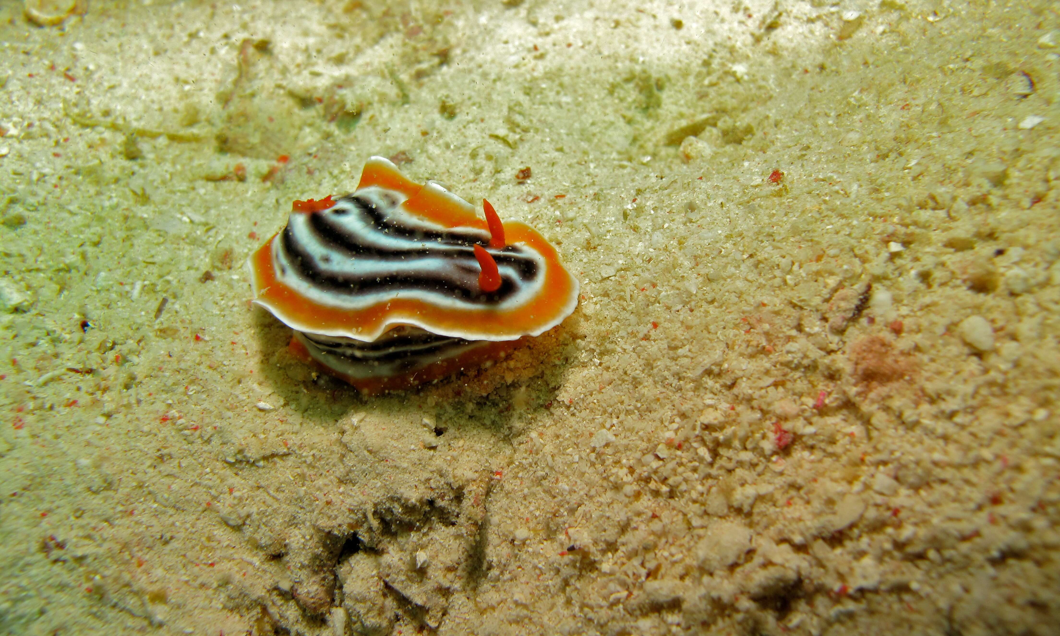 Image de Chromodoris magnifica (Quoy & Gaimard 1832)