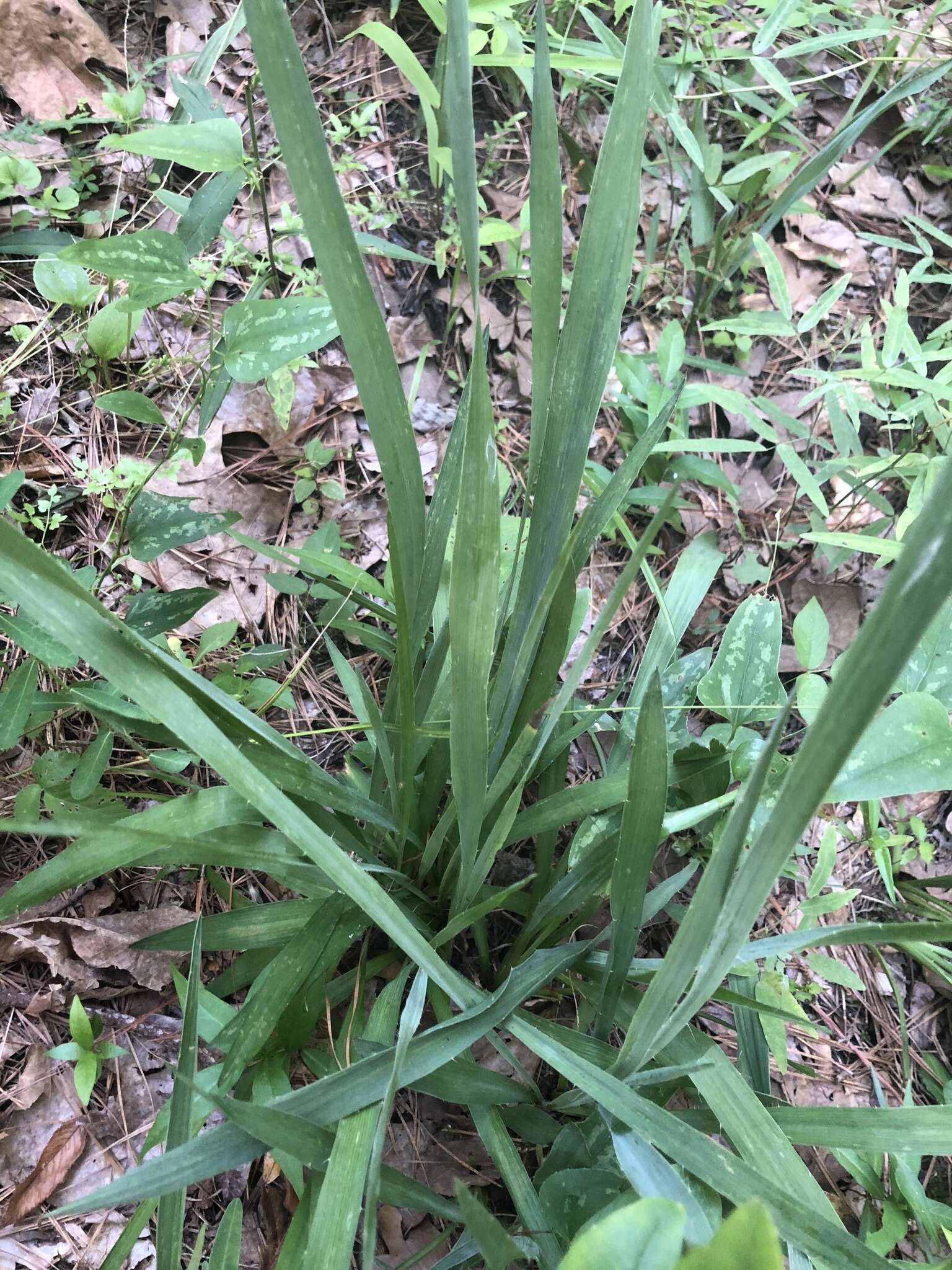 Image of Eryngium yuccifolium var. yuccifolium