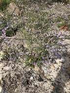 Image of Algerian sea lavender