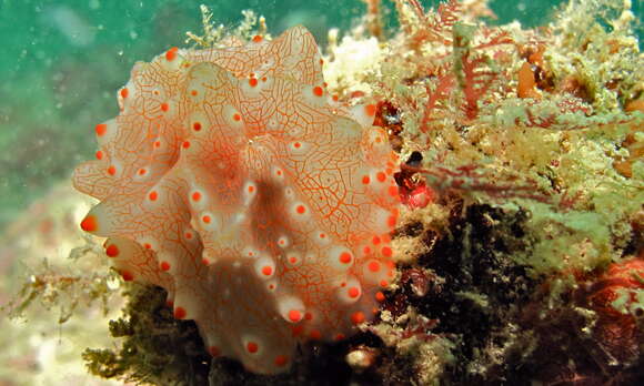 Image of Orange spot white lumpy slug