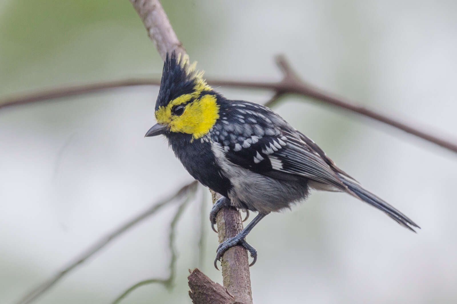 Image of Yellow-cheeked Tit