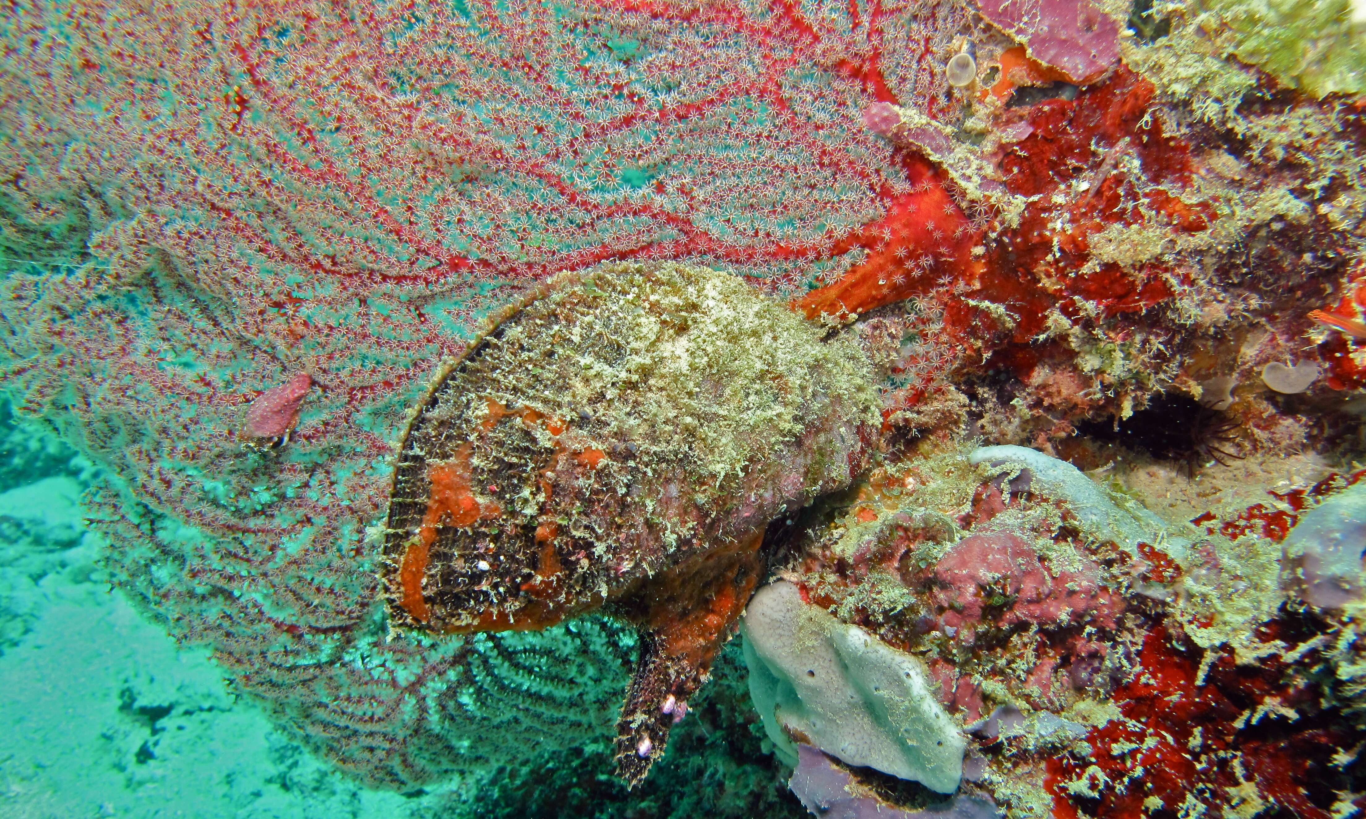 Image of Winged oyster