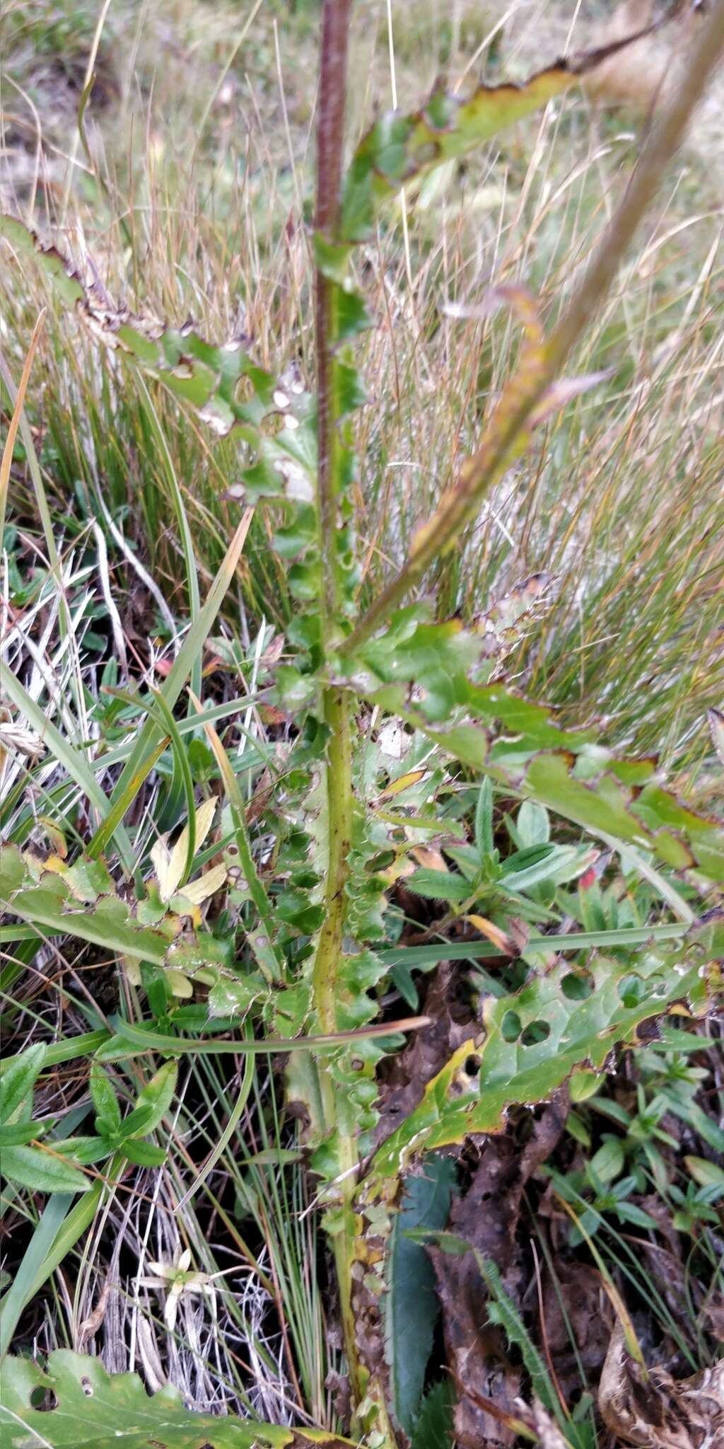 Imagem de Carduus defloratus subsp. defloratus