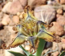 Image of Ferraria variabilis Goldblatt & J. C. Manning