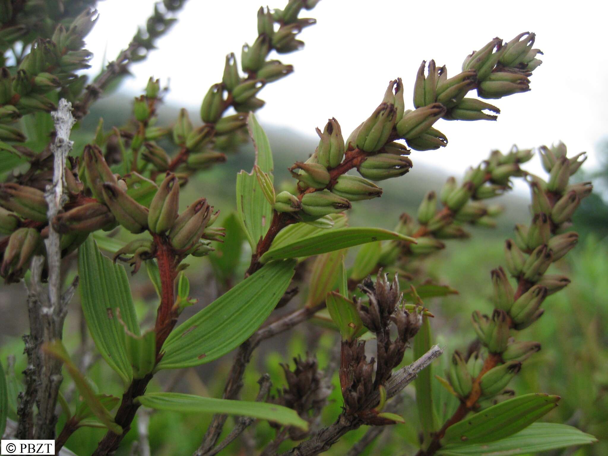 صورة Myrothamnus moschatus (Baill.) Baill.