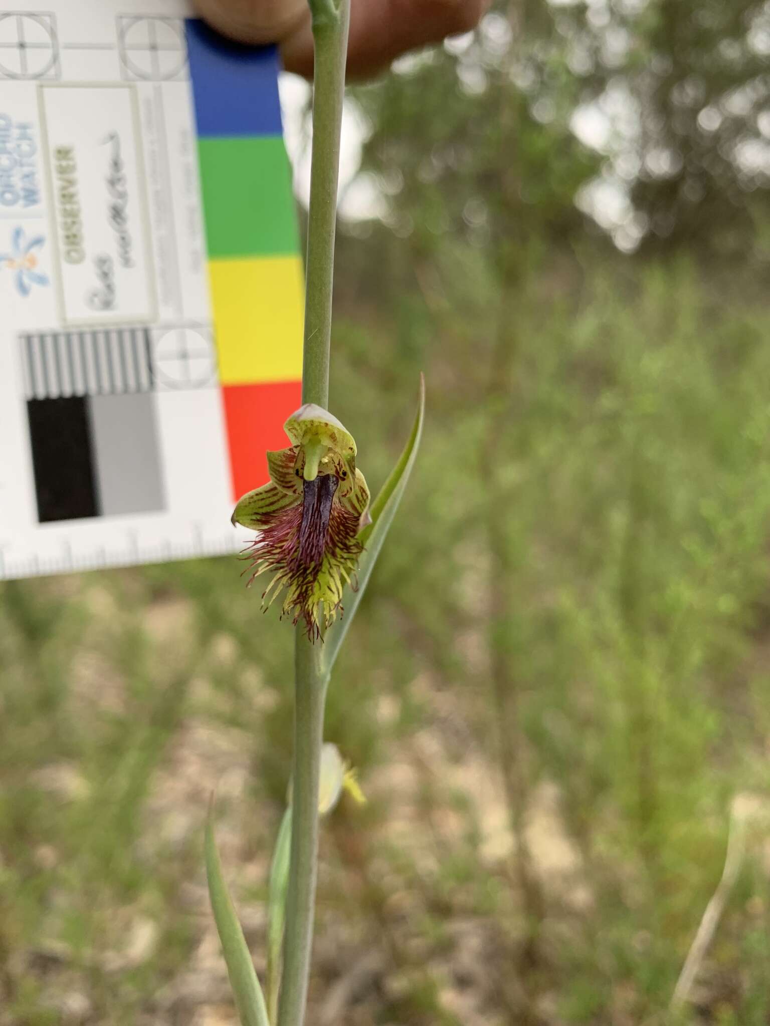 Imagem de Calochilus campestris R. Br.