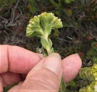 Image of Crassula subulata var. fastigiata (Schönl.) Tölken