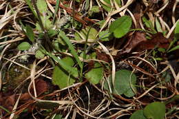 Image of serpentine ragwort