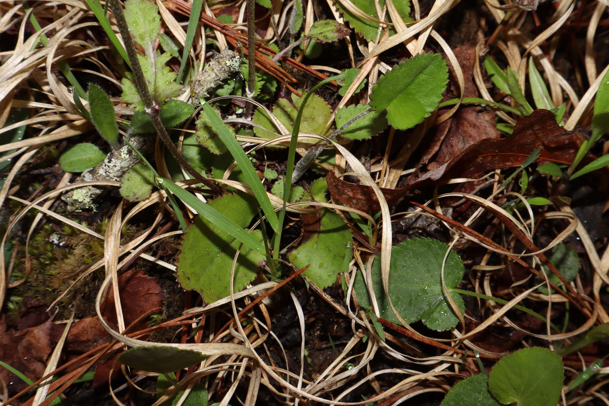 Image of serpentine ragwort