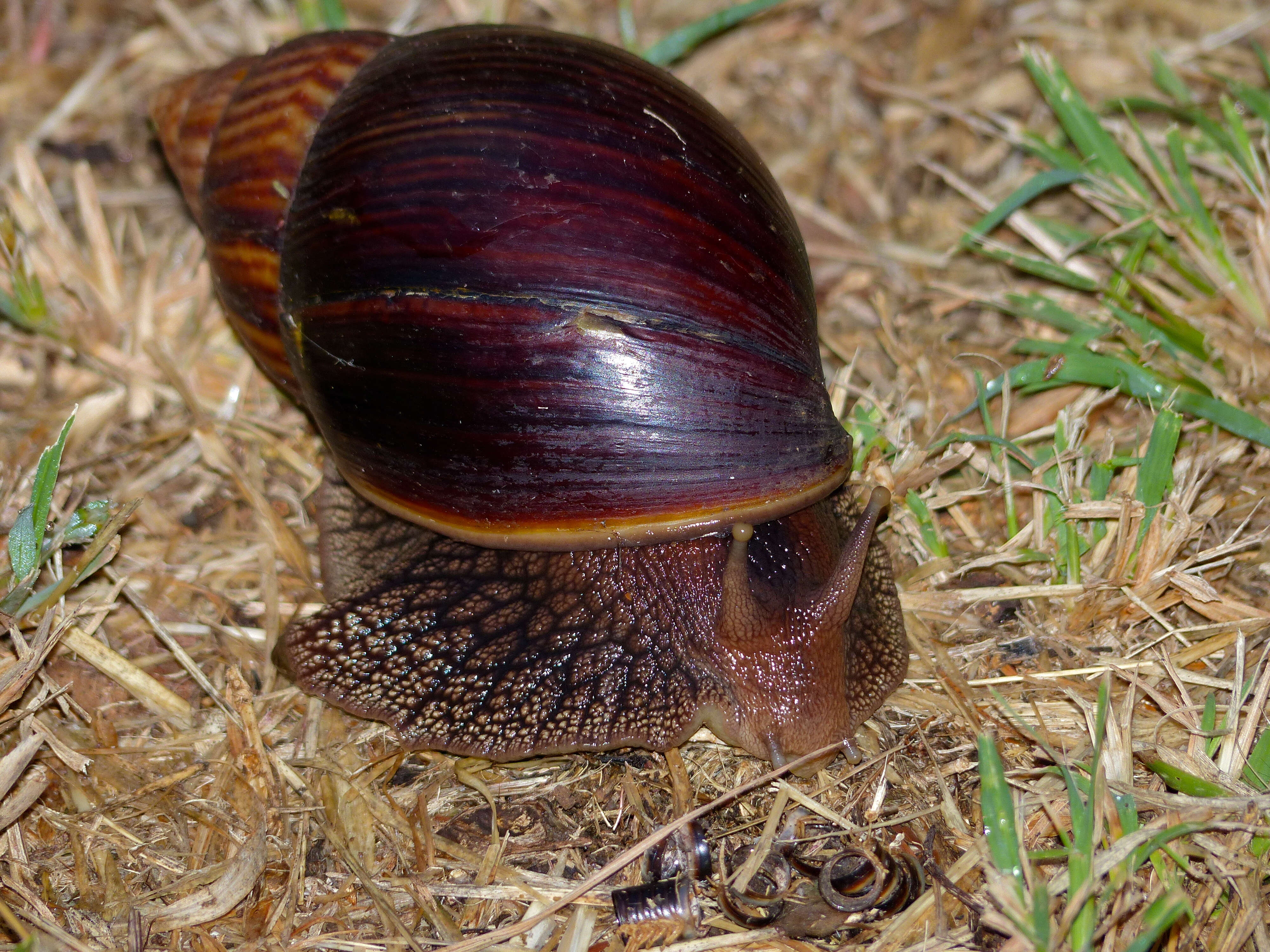 Image of Achatina immaculata