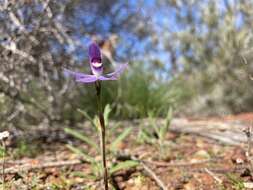 Image of Dainty blue china orchid