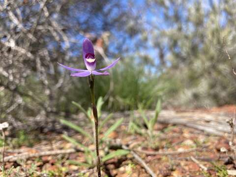 Image of Dainty blue china orchid