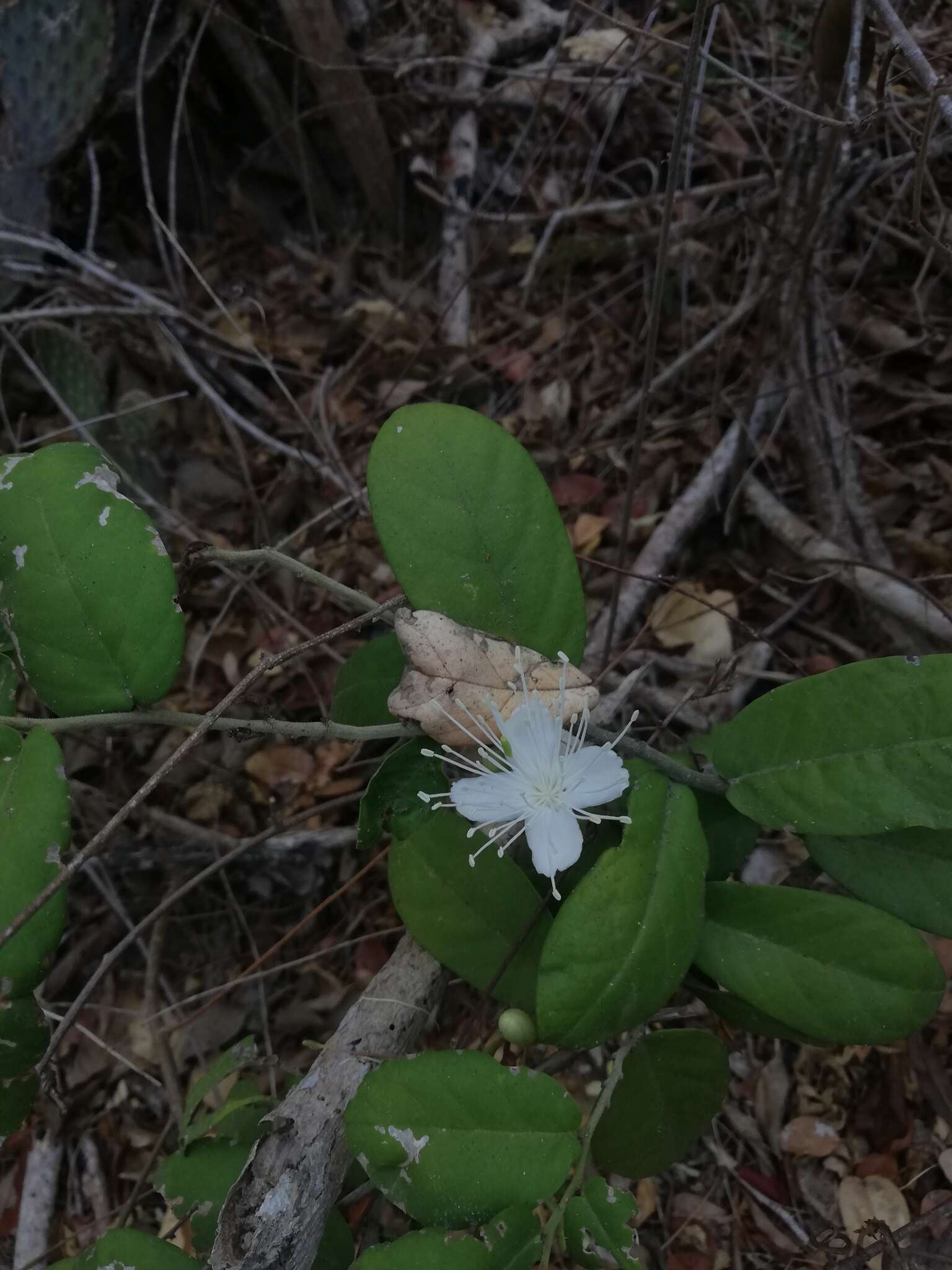 Image of Bay-leaved caper