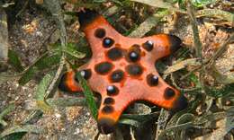 Image of chocolate chip sea star