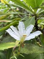 Imagem de Scaevola chamissoniana Gaud.