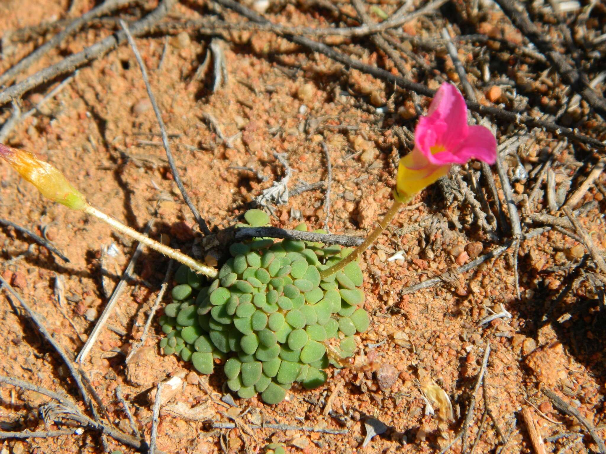 Sivun Oxalis fergusonae Salter kuva