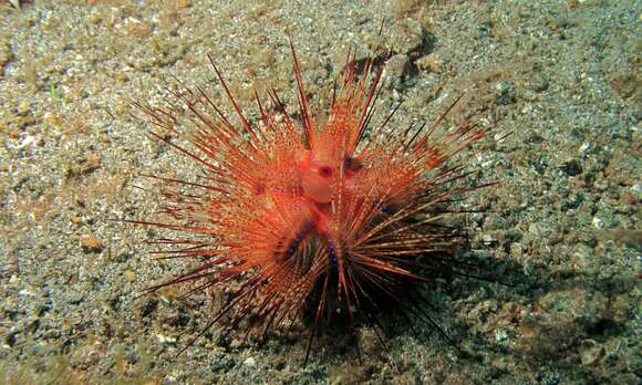 Image of Blue-Spotted Sea Urchin