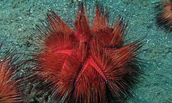 Image of Blue-Spotted Sea Urchin