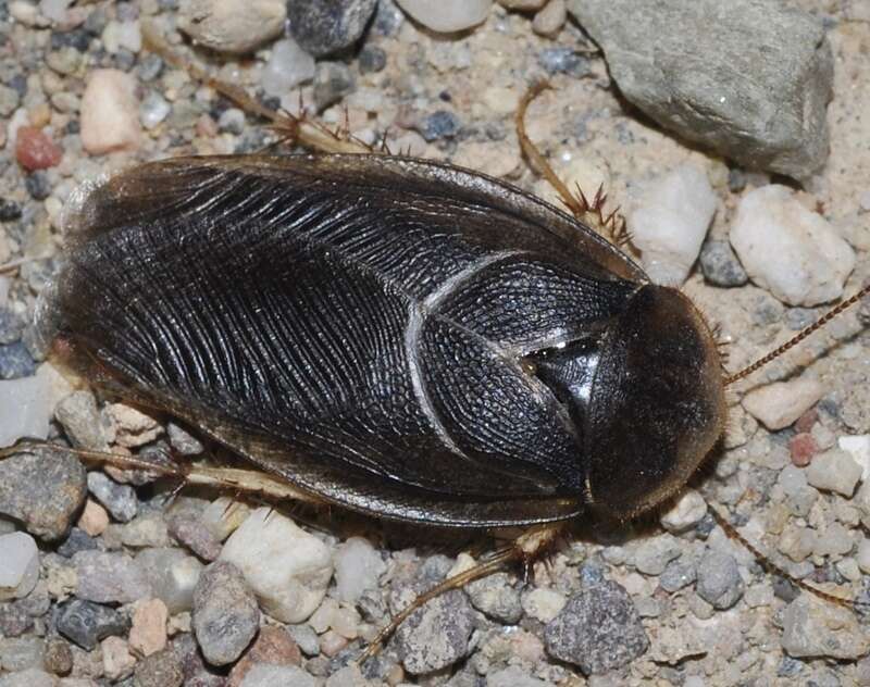 Image of Heterogamisca bifoveolata (Bolívar 1914)