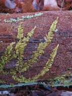 Image of delicate thuidium moss
