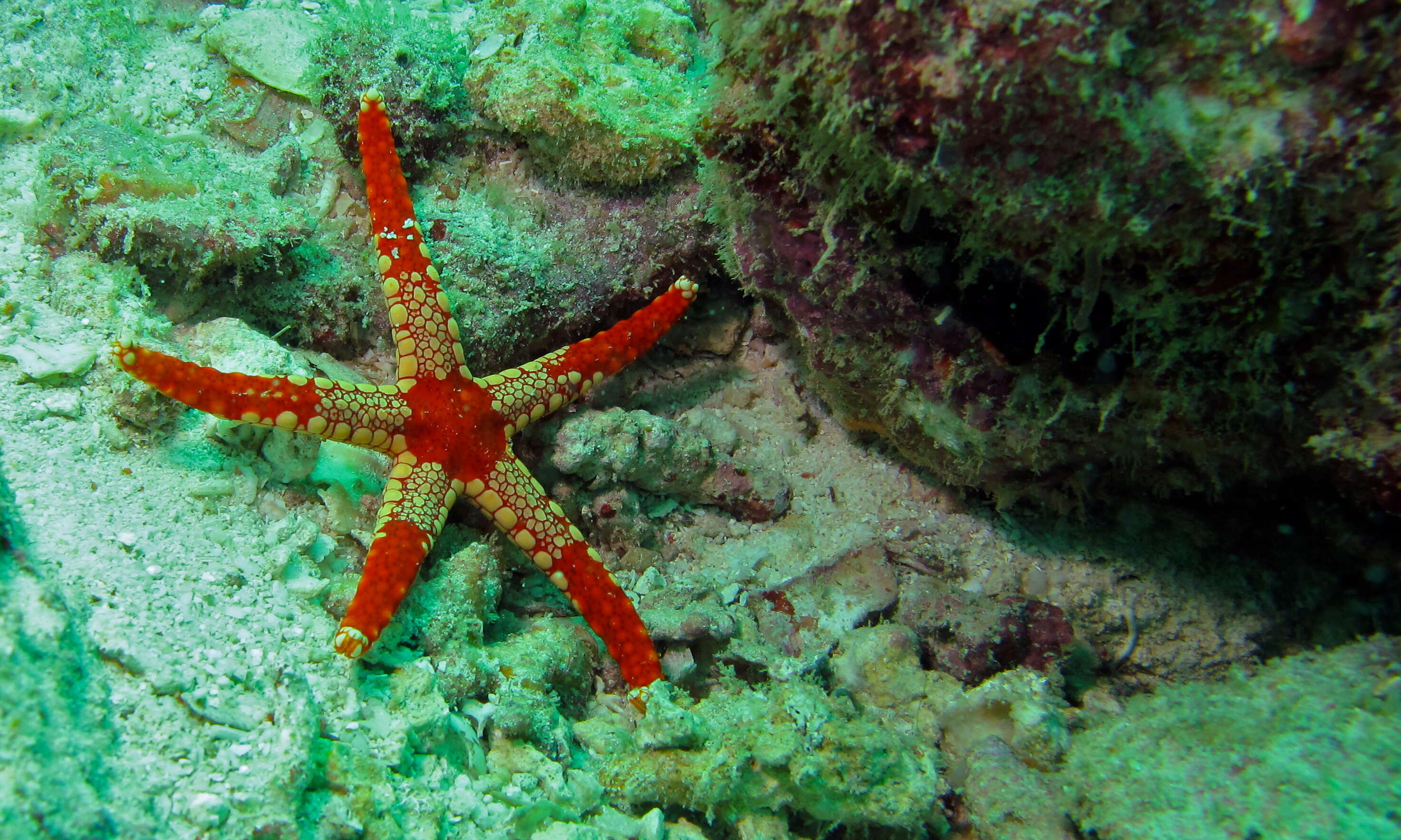 Image of Red and pink sea star