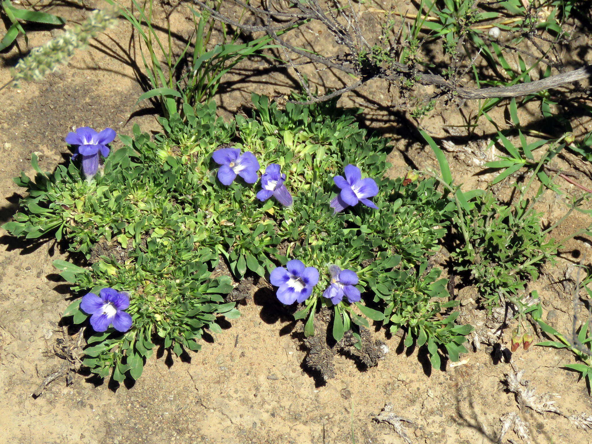 Sivun Aptosimum procumbens (Lehm.) Burch. ex Steud. kuva