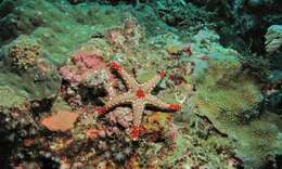 Image of Red and pink sea star