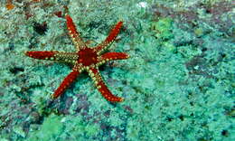 Image of Red and pink sea star