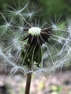 Image of Taraxacum mongolicum Hand.-Mazz.