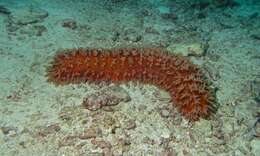 Image of Prickly Redfish