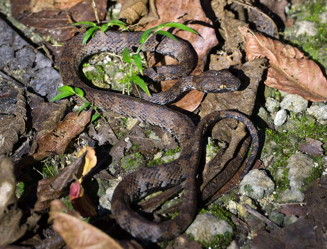 Image of Trimeresurus andersoni Theobald 1868