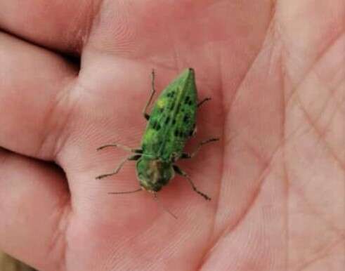 Image of Western Cedar Borer