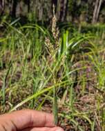 Image of southern cutgrass