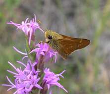 Слика од Liatris punctata Hook.